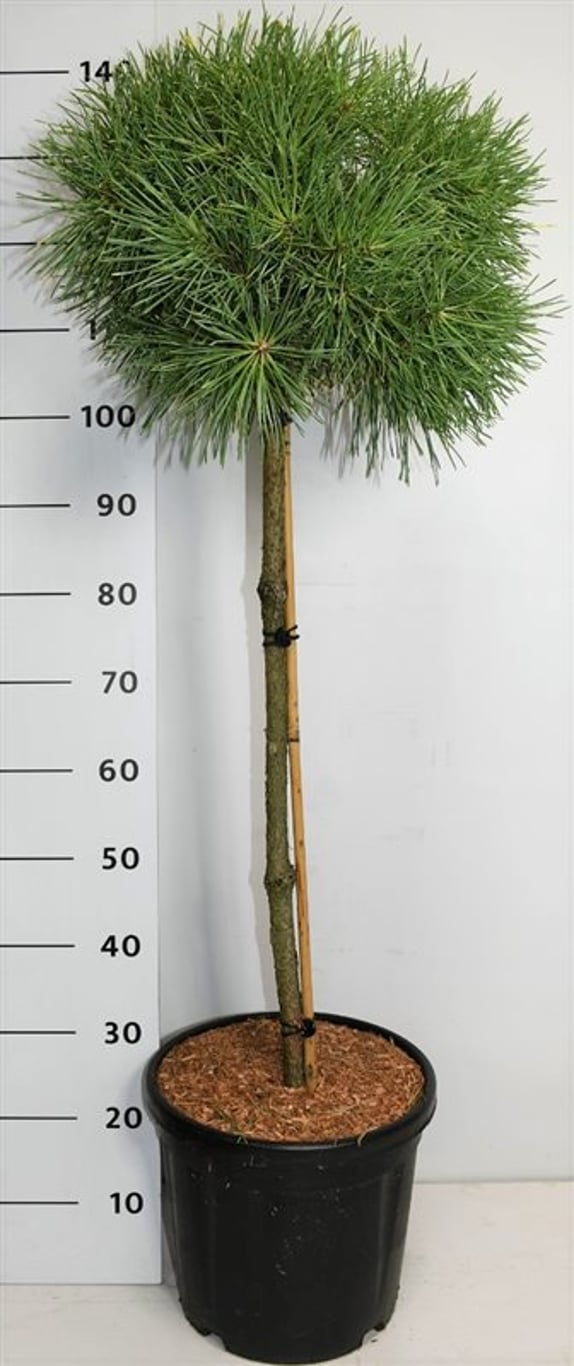 Tall – Pinus sylvestris 'Aurea' - C18 70 cm. Stam